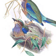 Indochinese Roller Bird Poster