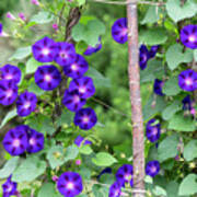 Ipomoea Purpurea Kniola's Black Flowers Poster