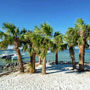 Island Palm Trees And Boats, Pensacola Beach, Florida Poster