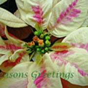 Ivory And Pink Pointsettia Seasons Greetings Poster