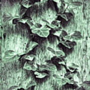 Ivy Pattern On The Tree Trunk Poster