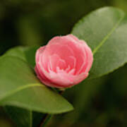 Japanese Camellia Poster