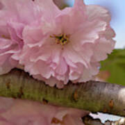 Japanese Flowering Cherry 4 Poster