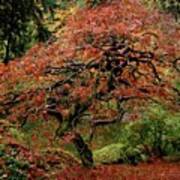 Japanese Maple At The Japanese Gardens Portland Poster