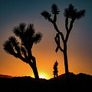 Joshua Tree Sunset Poster