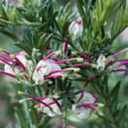 Jubilee Grevillea Poster