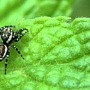Jumping Spider Poster