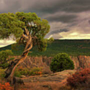 Juniper At The Canyon, Black Canyon Of The Gunnison National Park, Colorado Poster