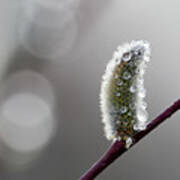 Just Tears This Spring. Willow Catkins Poster