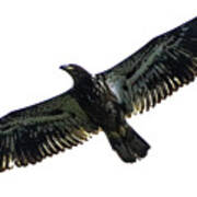 Juvenile Eagle Poster