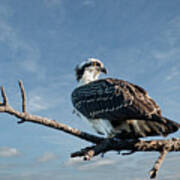 Juvenile Osprey Perched In A Tree Poster