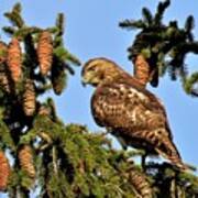 Juvenile Red-tailed Hawk Perched  Among The Pine Cones Poster