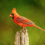 Juvy Cardinal On Lime Poster