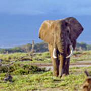 Kenya Bull Elephant Poster