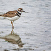 Killdeer At Cedar Island Beach Poster