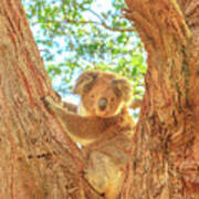 Koala Bear Australia Poster