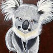 Koala Bear-teddy K Poster