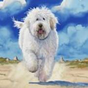 Komondor At Beach Poster