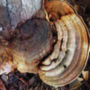 Rings Of Fungi Poster