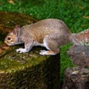 Kyoto Gardens Squirrel Poster