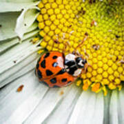Ladybug Ladybird Beetle Poster