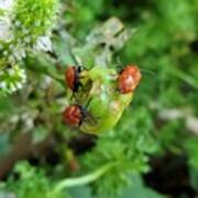 Ladybugs Feeding Poster
