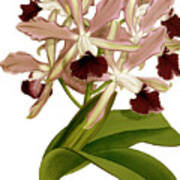Laelia Elegans Prasiata Orchid Poster