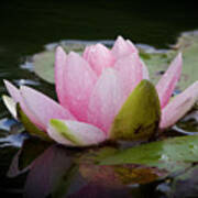 Large Pink Water Lily Poster