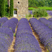 Lavender Farm Poster