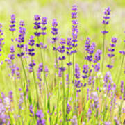 Lavender Field Poster