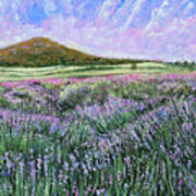 Lavender Field Vista Poster