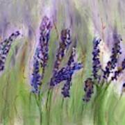Lavender Fields Poster
