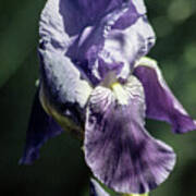 Lavender Flower And Bud Poster