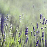 Lavender Flower In Field Poster