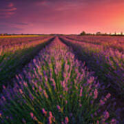 Lavender Flowers Fields And Beautiful Sunset. Cecina, Tuscany Poster