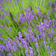 Lavender In June Poster
