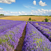 Lavender Rows At Snowshill Farm, The Cotswolds, England Poster