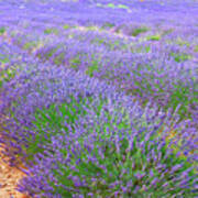 Lavender Summer Field Poster