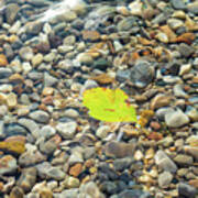 Leaf At Torch Lake Poster