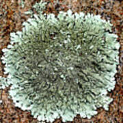 Leafy Lichen Poster