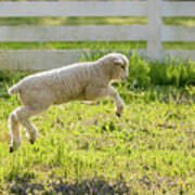 Leaping Lamb Poster