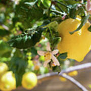 Lemon Blossoms And Lovely Lemon In The Mediterranean Garden Poster