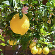 Blooming Lemon Tree In The Mediterranean Garden Poster