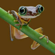 Lemur Leaf Frog - Transparent Poster