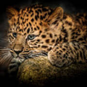 Leopard Cub Poster