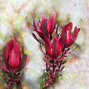 Leucadendron 3 Poster