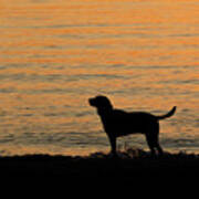 Levi Dog Silhouette On The Beach Poster