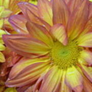 Light Pink And Yellow Daisies 1 Poster