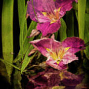 Lilies By The Pond Poster