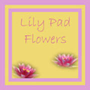 Lily Pad Flowers Poster